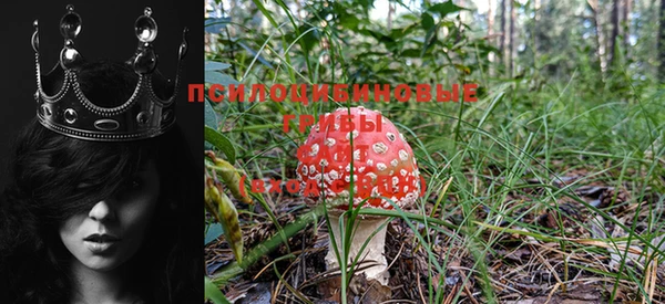 прущие крисы Пересвет